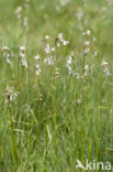 Broad-leaved Cottongrass (Eriophorum latifolium)