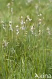 Breed wollegras (Eriophorum latifolium) 