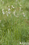 Broad-leaved Cottongrass (Eriophorum latifolium)