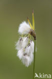 Broad-leaved Cottongrass (Eriophorum latifolium)