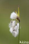 Breed wollegras (Eriophorum latifolium) 