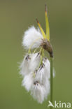 Broad-leaved Cottongrass (Eriophorum latifolium)