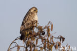 Common Buzzard (Buteo buteo)