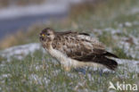 Common Buzzard (Buteo buteo)