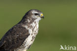 Common Buzzard (Buteo buteo)