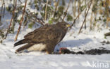 Buizerd (Buteo buteo)