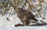 Common Buzzard (Buteo buteo)