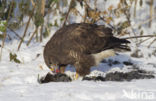 Common Buzzard (Buteo buteo)
