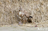 Common Buzzard (Buteo buteo)
