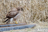 Common Buzzard (Buteo buteo)