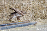 Common Buzzard (Buteo buteo)
