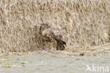 Common Buzzard (Buteo buteo)