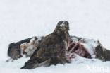 Common Buzzard (Buteo buteo)