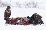 Common Buzzard (Buteo buteo)