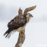 Common Buzzard (Buteo buteo)