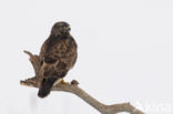 Common Buzzard (Buteo buteo)