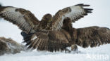 Common Buzzard (Buteo buteo)