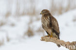 Common Buzzard (Buteo buteo)