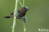 Grosbeak Weaver (Amblyospiza albifrons)