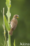 Grosbeak Weaver (Amblyospiza albifrons)