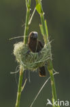 Grosbeak Weaver (Amblyospiza albifrons)