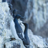 Brünnich s Guillemot