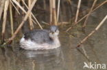 Dodaars (Tachybaptus ruficollis)