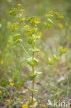 Hare s-ear / Thorow-wax (Bupleurum rotundifolium)