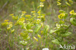 Hare s-ear / Thorow-wax (Bupleurum rotundifolium)