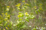 Doorwas (Bupleurum rotundifolium)