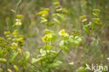 Hare s-ear / Thorow-wax (Bupleurum rotundifolium)