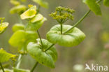 Hare s-ear / Thorow-wax (Bupleurum rotundifolium)