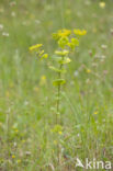 Hare s-ear / Thorow-wax (Bupleurum rotundifolium)