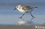 Drieteenstrandloper (Calidris alba)