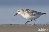 Drieteenstrandloper (Calidris alba)