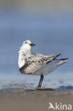 Drieteenstrandloper (Calidris alba)