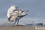 Drieteenstrandloper (Calidris alba)