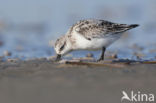 Drieteenstrandloper (Calidris alba)