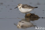 Drieteenstrandloper (Calidris alba)