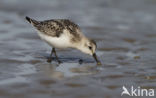 Drieteenstrandloper (Calidris alba)