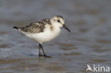 Drieteenstrandloper (Calidris alba)