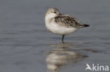 Drieteenstrandloper (Calidris alba)