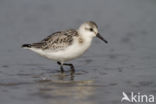 Drieteenstrandloper (Calidris alba)