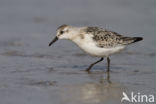 Drieteenstrandloper (Calidris alba)