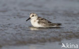 Drieteenstrandloper (Calidris alba)