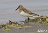 Sanderling (Calidris alba)