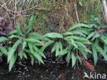 Dubbelloof (Blechnum spicant) 