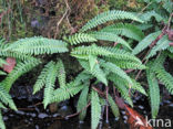 Hard Fern (Blechnum spicant)