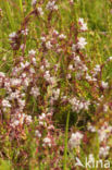 Common Dodder (Cuscuta epithymum)