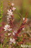 Common Dodder (Cuscuta epithymum)